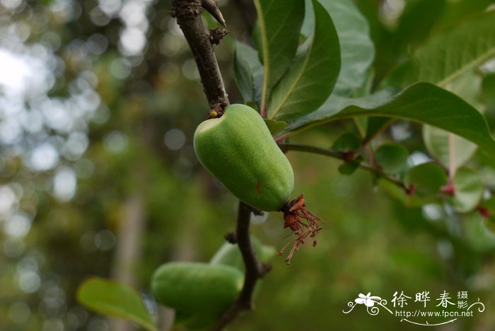 皱皮木瓜 Chaenomeles speciosa