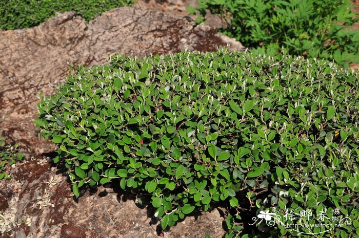 西南栒子 Cotoneaster franchetii