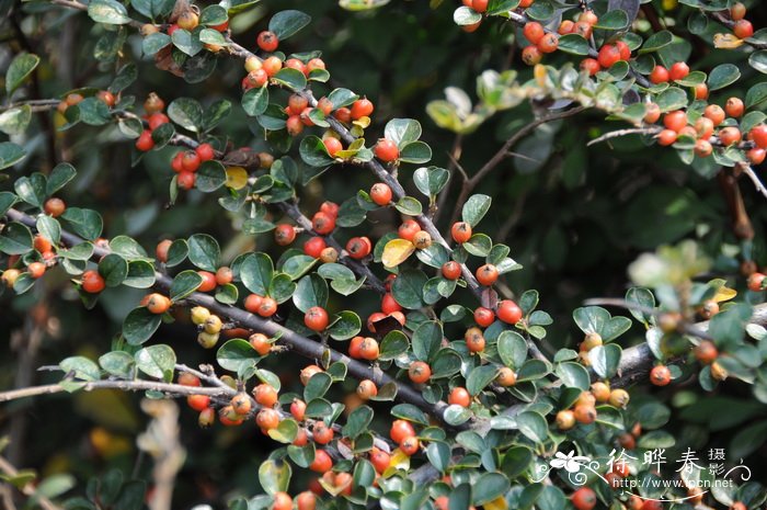 平枝栒子 Cotoneaster horizontalis