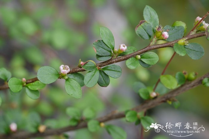 平枝栒子 Cotoneaster horizontalis