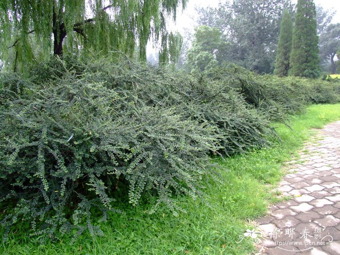 平枝栒子cotoneasterhorizontalis