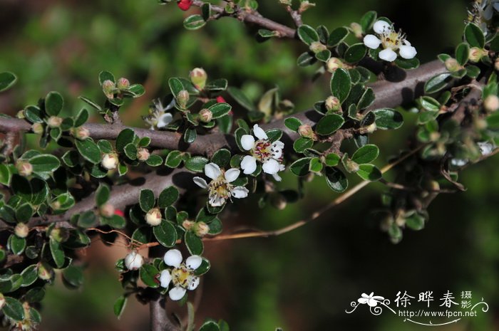 绒毛细叶栒 Cotoneaster poluninii