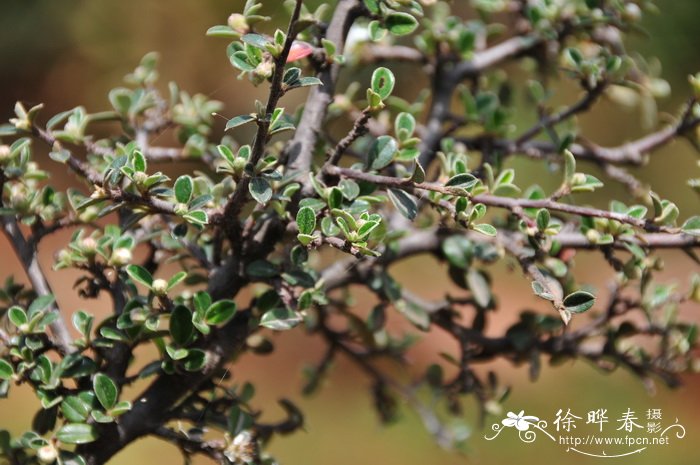 绒毛细叶栒 Cotoneaster poluninii