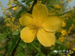 棣棠Kerria japonica