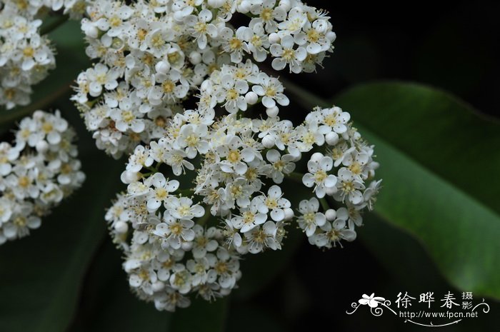 石楠Photinia serratifolia