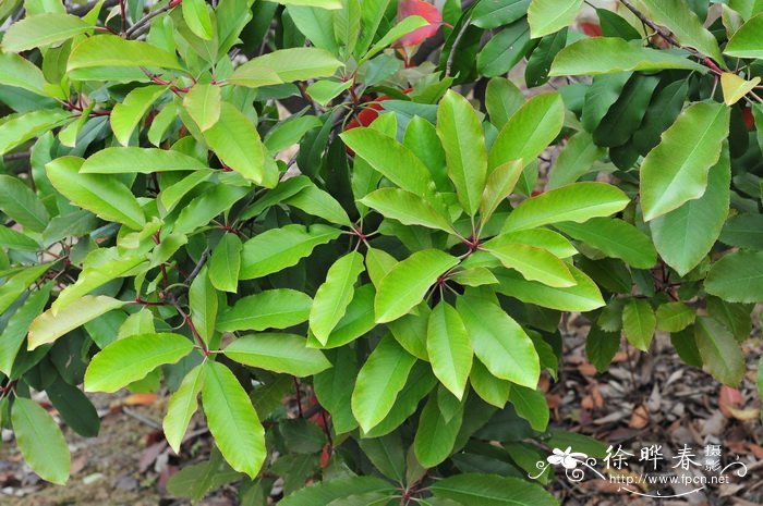 石楠Photinia serratifolia