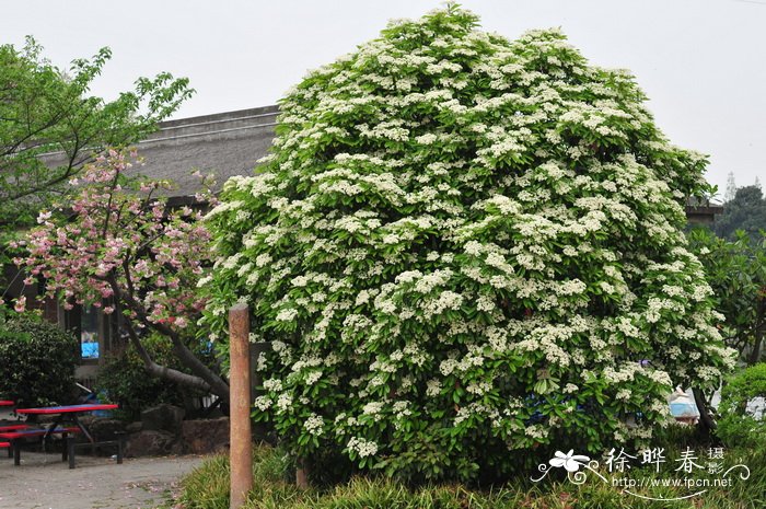 石楠Photinia serratifolia