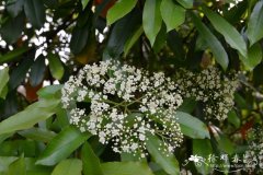 贵州石楠Photinia bodinieri