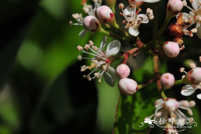 桃叶石楠 Photinia prunifolia