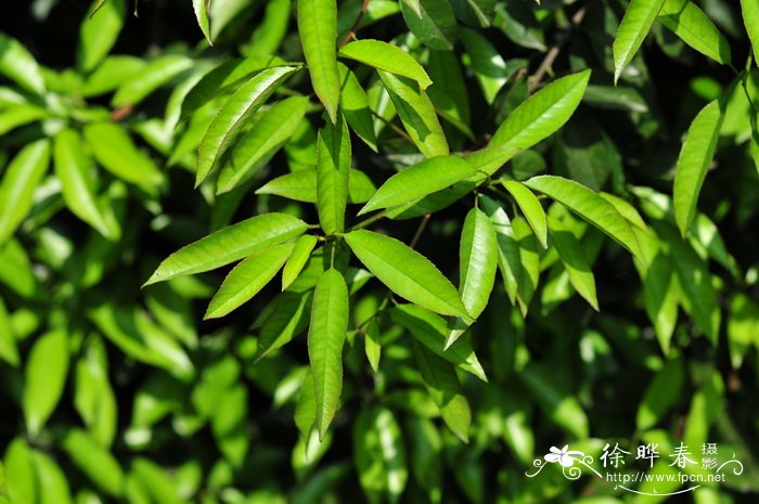 桃叶石楠 Photinia prunifolia