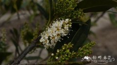 马诺桂樱Prunus laurocerasus 'Mano'