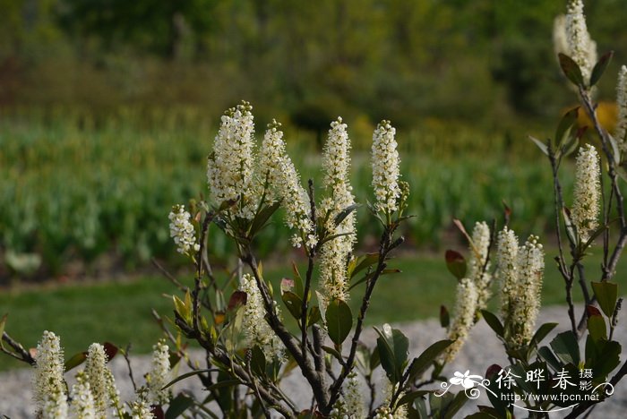 马诺桂樱Prunus laurocerasus 'Mano'