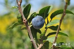 黑刺李 Prunus spinosa