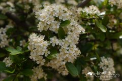 火棘 Pyracantha fortuneana