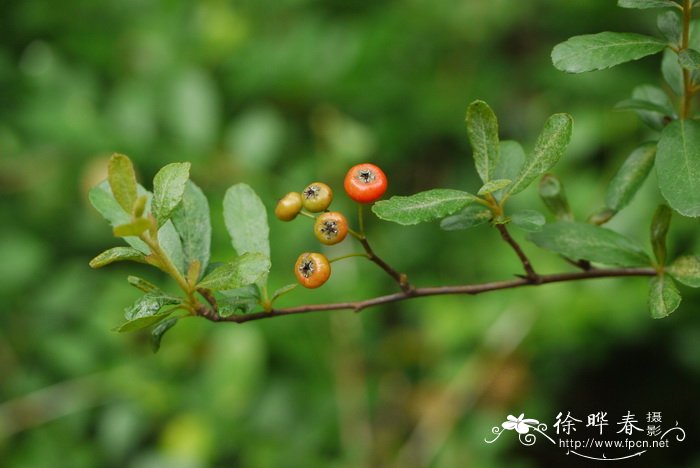 台湾火棘Pyracantha koidzumii