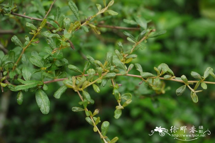 台湾火棘Pyracantha koidzumii