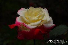 现代月季Rosa hybrida