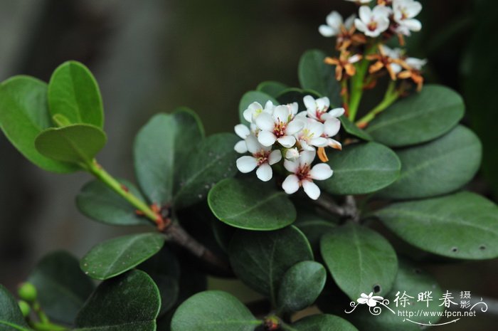 厚叶石斑木Rhaphiolepis umbellata