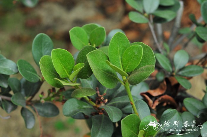 厚叶石斑木Rhaphiolepis umbellata