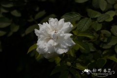 白玫瑰Rosa rugosa var. alba-plena