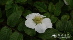 大红泡Rubus eustephanos