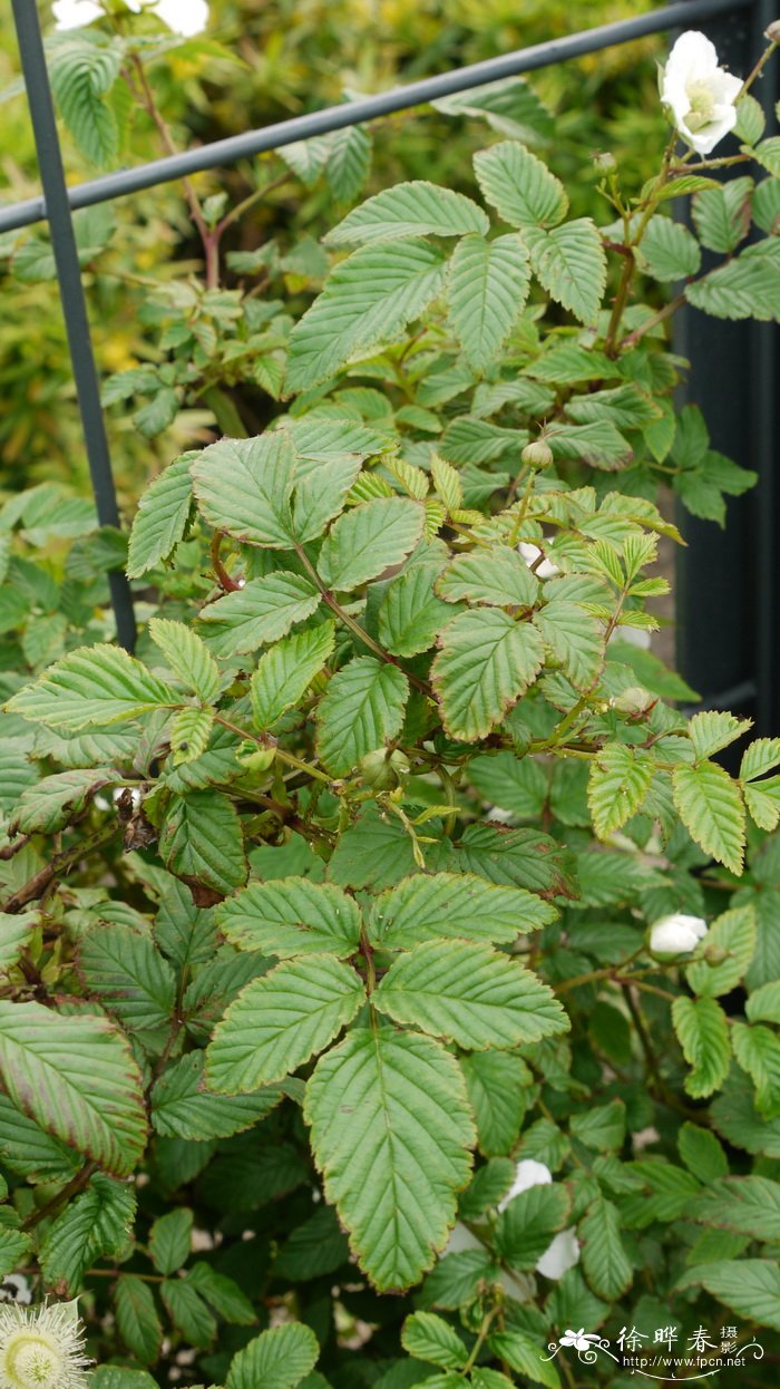 大红泡Rubus eustephanos