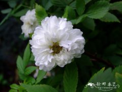 重瓣蔷薇莓Rubus rosaefolius var. coronarius