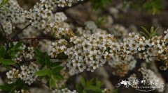 尖绣线菊Spiraea ‘Arguta’