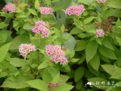 金山绣线菊Spiraea × bumalda ‘Gold Mound’