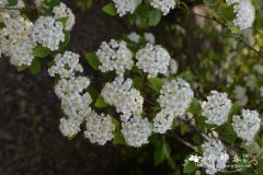 菱叶绣线菊Spiraea × vanhouttei