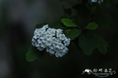 绣球绣线菊Spiraea blumei