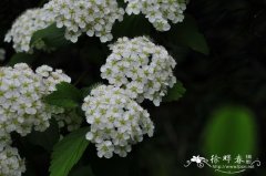 麻叶绣线菊Spiraea cantoniensis