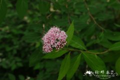 华北绣线菊Spiraea fritschiana