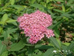 粉花绣线菊Spiraea japonica