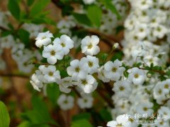 李叶绣线菊Spiraea prunifolia