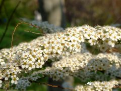 土庄绣线菊Spiraea pubescens