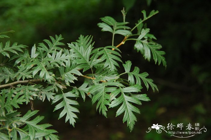 山楂Crataegus pinnatifida