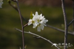 秋辉大花唐棣Amelanchier × grandiflora 'Autumn Brilliance'