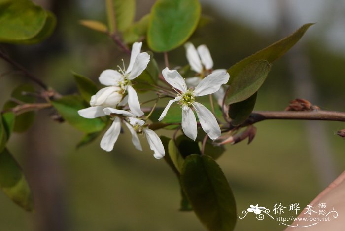 雪云平滑唐棣Amelanchier laevis 'Snow Cloud'