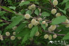 山桃 Amygdalus davidiana