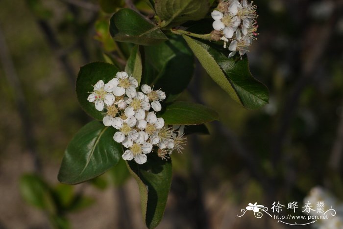 红苦味果  Aronia arbutifolia