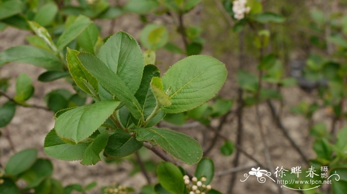 红苦味果  Aronia arbutifolia