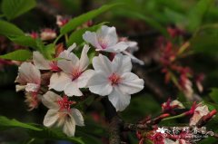 垂枝樱花 Cerasus subhirtella var. pendula