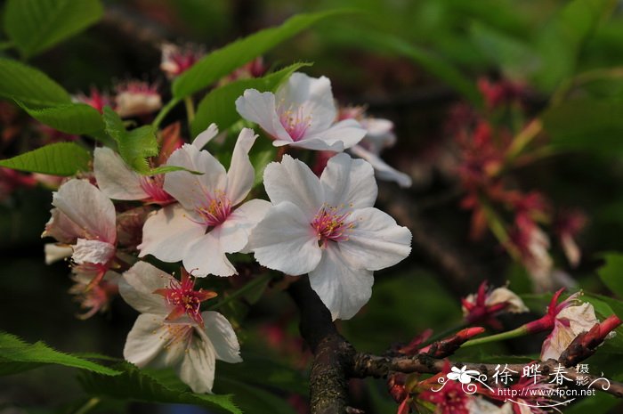 垂枝樱花 Cerasus subhirtella var. pendula