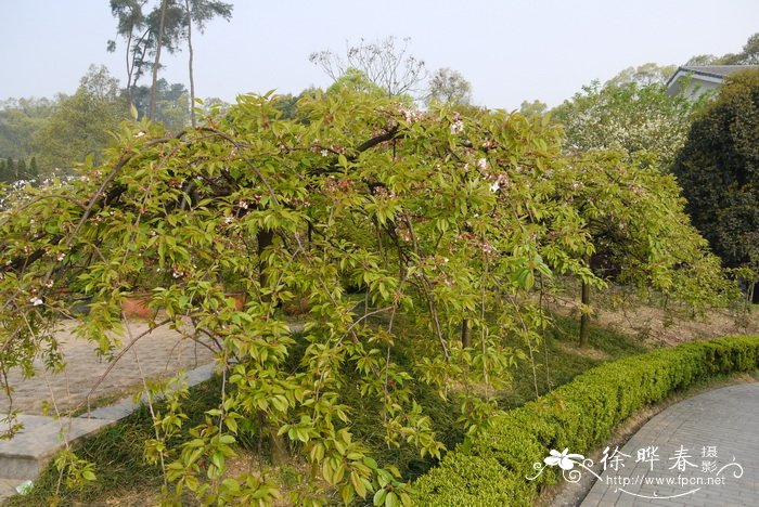 垂枝樱花 Cerasus subhirtella var. pendula