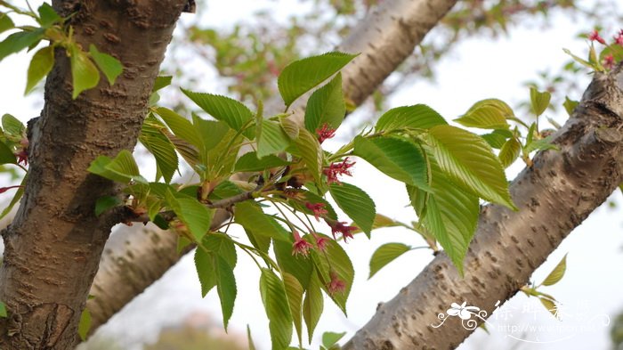 东京樱花 Cerasus yedoensis