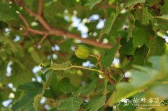 甘肃山楂 Crataegus kansuensis