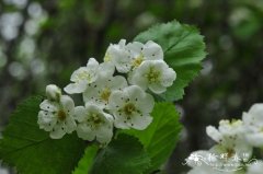 毛山楂Crataegus maximowiczii