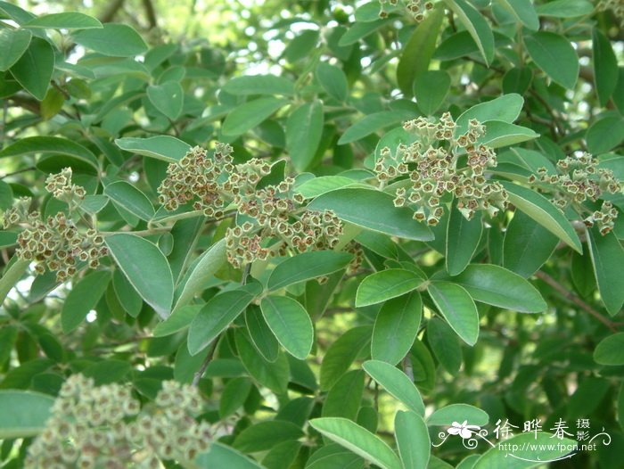 牛筋条 Dichotomanthes tristaniicarpa