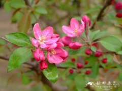 ‘霍巴’海棠 Malus ‘Hope’